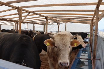 Modern Hayvan Pazarı’nda yerini alıyor