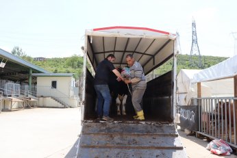 Modern Hayvan Pazarı’nda yerini alıyor