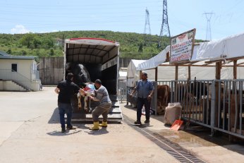 Modern Hayvan Pazarı’nda yerini alıyor