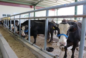 Modern Hayvan Pazarı’nda yerini alıyor