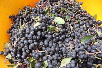 Aronyada 5. hasat heyecanı