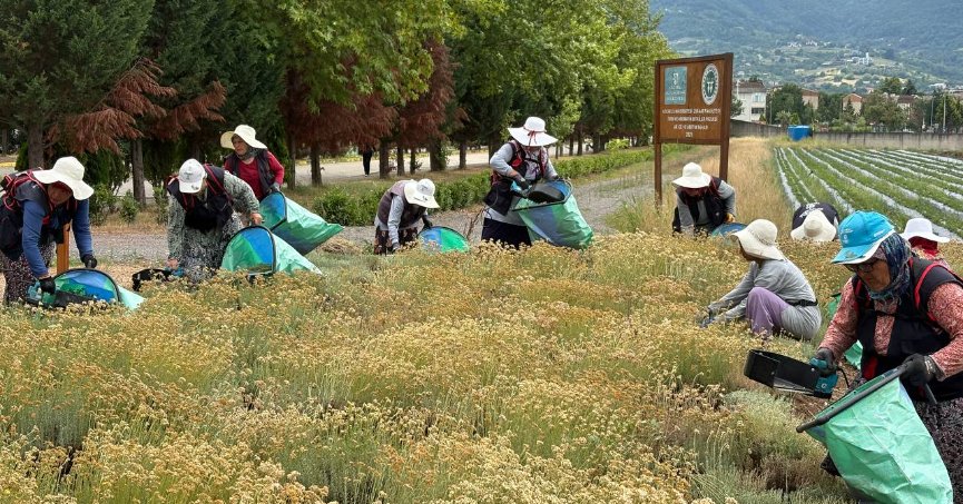 TABİP projesinde 41 tür bitkinin hasadı yapıldı