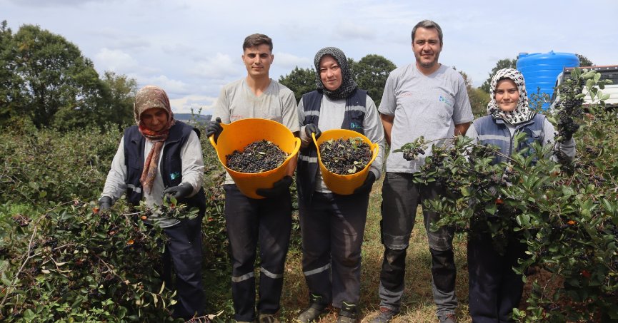 Aronyada 5. hasat heyecanı